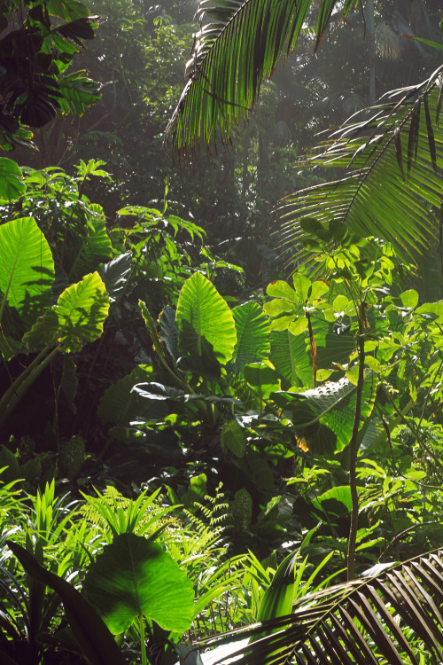 Lost on the Hilo jungle coast