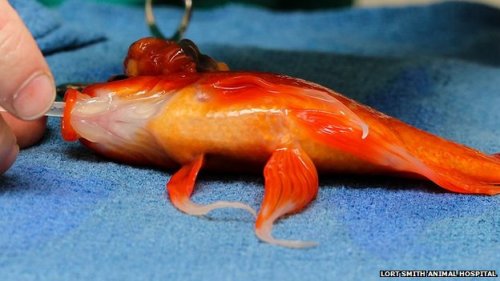 izzy-the-fish-girl:  thatfishchick:  Have you see this article from BBC? http://www.bbc.co.uk/news/29210991 It’s amazing news. Dr. Tristan Rich of the Lort Smith Animal Hospital in Melboune, Australia, performed surgery on a goldfish to remove a large