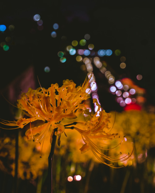  Saiho-ji Temple in Yokohama, famous for its cluster amaryllis, holds a light-up event for just one 