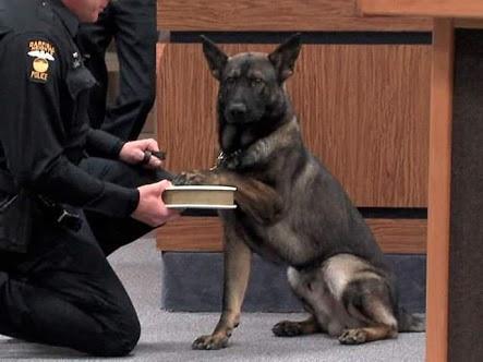This police dog getting sworn in is still the most adorable thing ever.