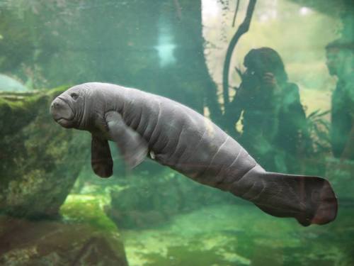 zooborns:Meet the Manatee Calf at Zoo de BeauvalOn April 24, France’s Zoo de Beauval welcomed a male