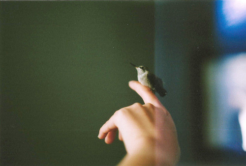 Install a beak in the heart