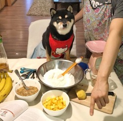 haiku-robot:  mustardtigress:  shiba sam puts on her apron to help bake her sister’s birthday cake  shiba sam puts on her apron to help bake her sister’s birthday cake ^Haiku^bot^0.5. I detect haikus with 5-7-5 format. Sometimes I make mistakes. |