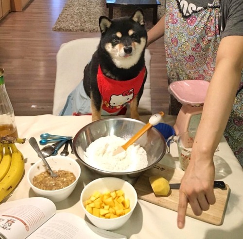 mustardtigress:shiba sam puts on her apron to help bake her sister’s birthday cakeThe implications o