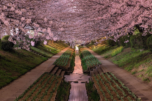 nubbsgalore:cherry blossoms over tokyo’s meguro river and chidorigafuchi moat photographed by (click