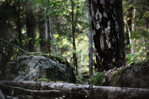 heathenharnow: Bland sorgsna träd och sovande troll XII© Heathen Harnow -&n