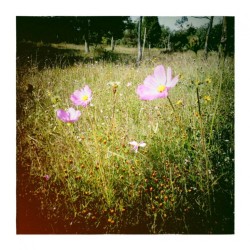 ariadnaaa10:  flores!! Relaxing Mexico De