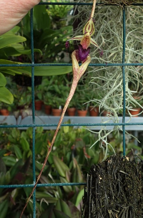 orchid-a-day:  Bulbophyllum putidumSyn.: Cirrhopetalum putidum; Mastigion putidumNovember 8, 2021