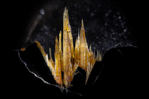 archiemcphee: The Department of Microscopic Marvels is in awe of the work by photomicrographer Danny