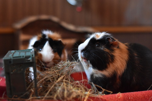 aistegfx:Jūrų kiaulytės (Guinea pigs), 2021