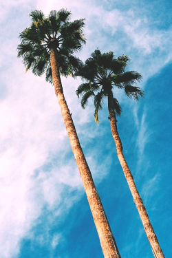 thelavishsociety:  Palm Springs | LVSH