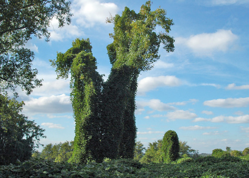 mothernaturenetwork:Invasion of the ‘kudzu monsters’If you’ve ever taken a road tr