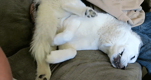 Snow Dogs Vlogs - MEMPHIS ARE YOU BROKEN?