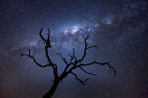 llbwwb:  Motswari Night (by Xenedis)