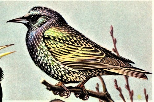 uwmspeccoll:A Starling and Cowbird FeathursdayThe Starling (Sturnus vulgaris) and the Brown-headed C