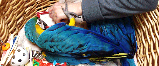 tinysaurus-rex:  misscomstock:  [x]   Baby macaws’ dark eyes always catch me off