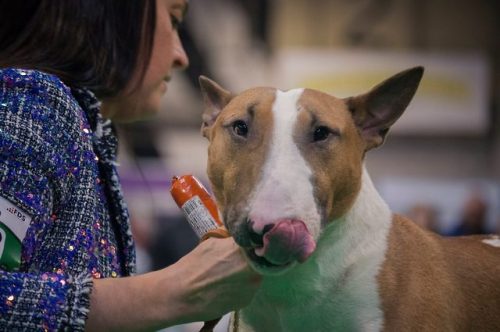 ofbullterriers:Nacho, champion of the bleps. More Nacho Blep Goodness