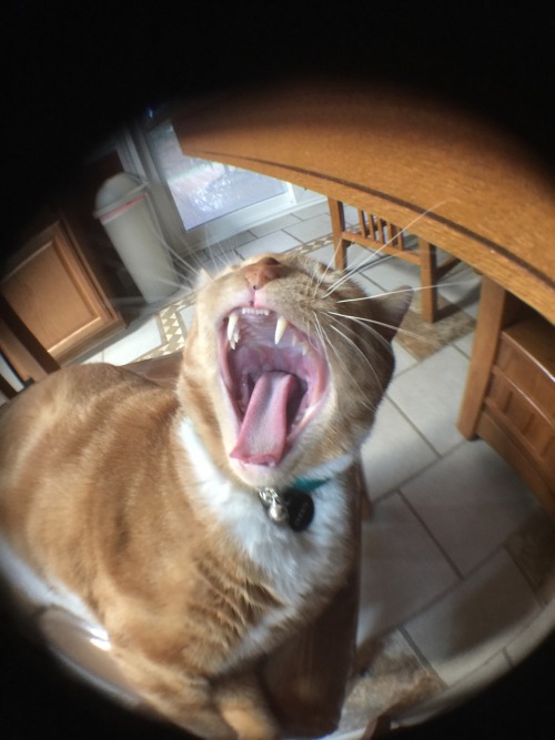 Test photos