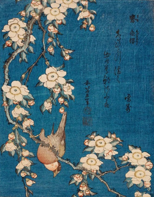nobrashfestivity:Katsushika Hokusai, Bullfinch and Weeping Cherry from an untitled series known as S