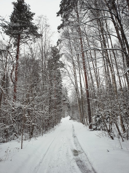 Vyborg district ❄