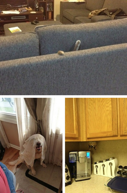 tastefullyoffensive:  Pets Who Are Terrible at Hide and Seek [via]Previously: Kids Who Are Terrible at Hide and Seek 