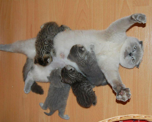 black&ndash;lamb: thispoetspace: boredpanda: 20+ Proud Cat Mommies With Their Kittens @itstheles