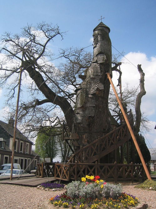 Gros chêne d'Allouville, Seine-Maritime, France.Au voisinage de l'église, dans le cimetière d'Allouville, près d'Yvetot, dans le pays de Caux, se dresse un chêne remarquable ; on lui prête dix siècles d'âge. De taille gigentesque, il porte d'énormes