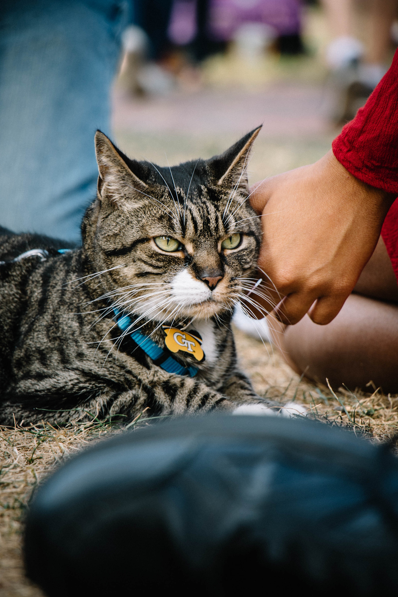 89cats:09.02.2017 // Caturday in Boston
