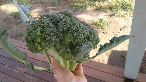 First broccoli harvested… holy shit that grew big. Going to be very sick of broccoli by the e
