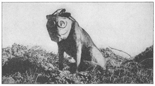 Dog wearing gas mask used to retrieve cadavers during WWI 