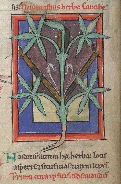 ghostowlattic:12th-century medical and herbal collection: buff.ly/3dxSPvVThe Latin at the to