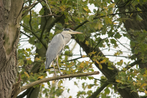 Heron in Bourgoyen nature reserve, Ghent, Belgium