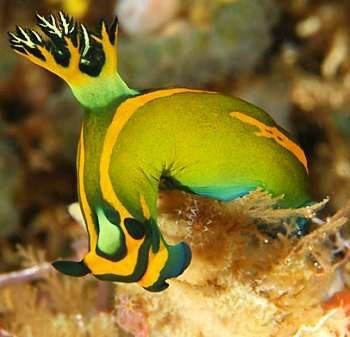 darkandlonelywaters:  magicofoceans:  “There are over 3,000 known species of nudibranchs, and scientists estimate that only half have been discovered so far. The creatures soft-body and short life span of 1 year make it possible for many of them to