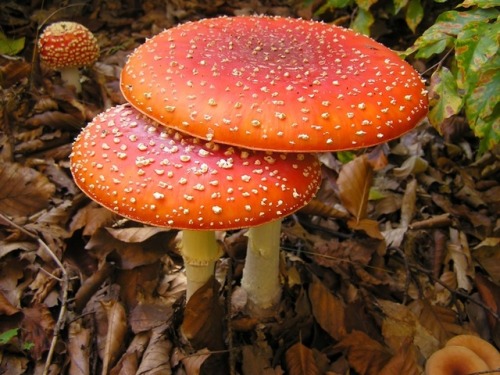 amanita muscaria