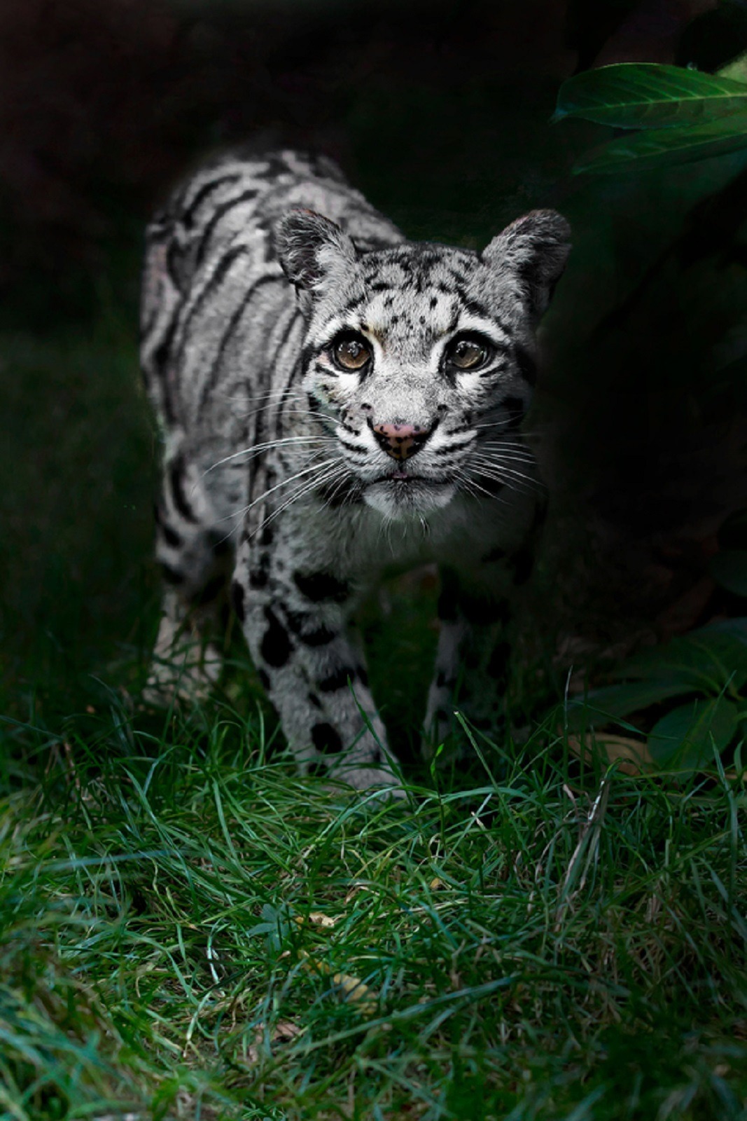 skyvvard:  Clouded Leopard! || by: Sue Demetriou 