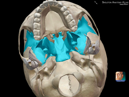 One of the coolest-looking bones in the body (it looks like a bat!), the sphenoid is the keystone bo