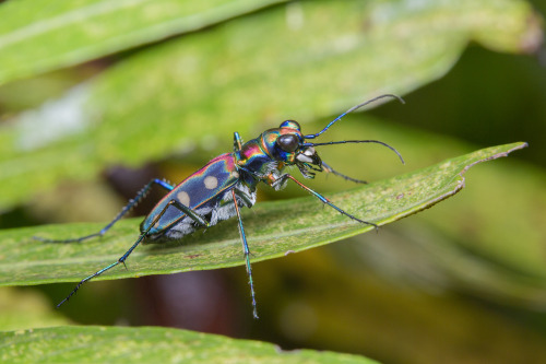 onenicebugperday: Golden-spotted or blue-spotted tiger beetle, Cicindela aurulenta, CarabidaeLi