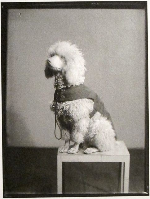 yaquiberger:Gertrude Stein’s Poodle, photographed by Man Ray