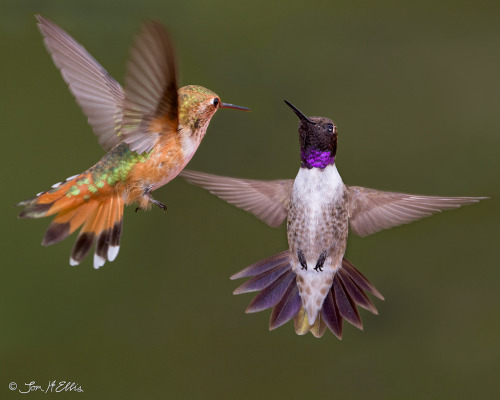 thalassarche:Rufous Humminbird (Selasphorus rufus) and Black-chinned Hummingbird (Archilochus alexan