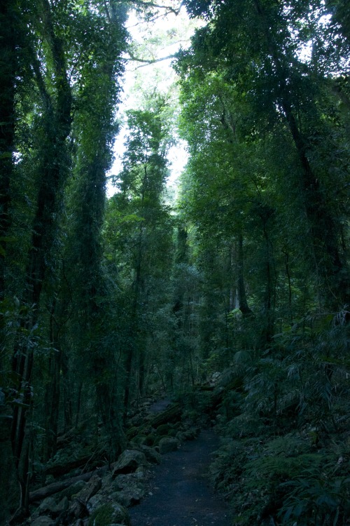 sonod:  Taken near Dorrigo, NSW, Australia by me. 