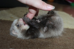 ferretsof:  hajandradeye:   FYI, Baby Ferrets