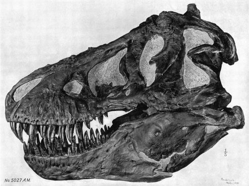 From Top to Bottom: Tyrannosaurus rex Spinosaurus aegyptiacus Carcharodontosaurus saharicus Giganoto