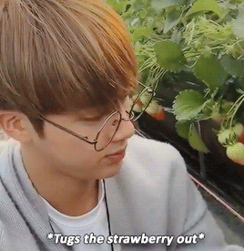 minpuffs: Jin went to a strawberry farm!
