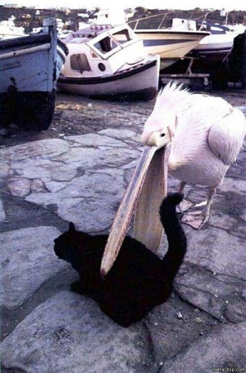importantbirds: pelcan has become too much HUNGER I AM A NEW BUS going carry you in facepouch are yo