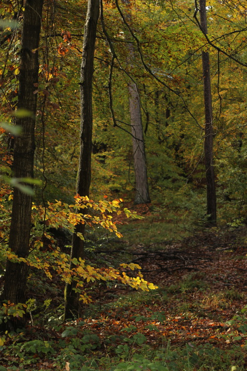 Autumn forest. Faux de Verzy, Montagne de Reims Region National Park, France. November 2019. © JB 