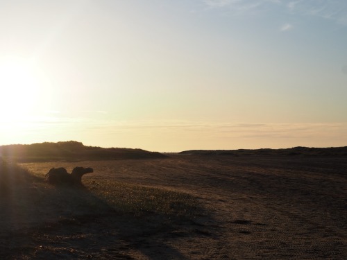 Evening at Holkham.April 2022