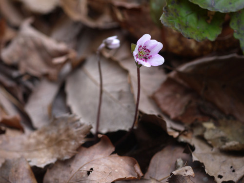 Hepatica nobilis Schreb.