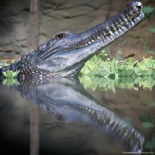 brookshawphotography: A stunning Sunda Gharial Crocodile at Chester Zoo, England.