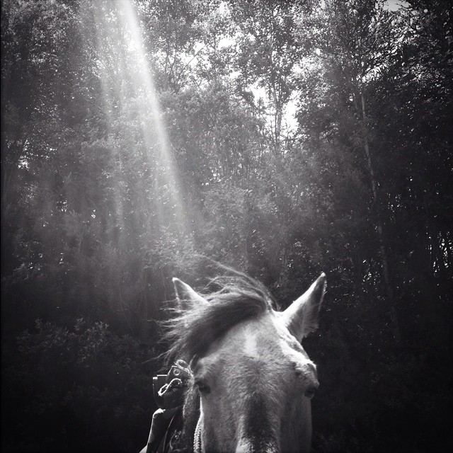 windy hair day. #horse #windy #hair #animal #pony #japan #japon #mt_fuji #amigos #photojournalism #bw #reportage #weather #hipstamatic