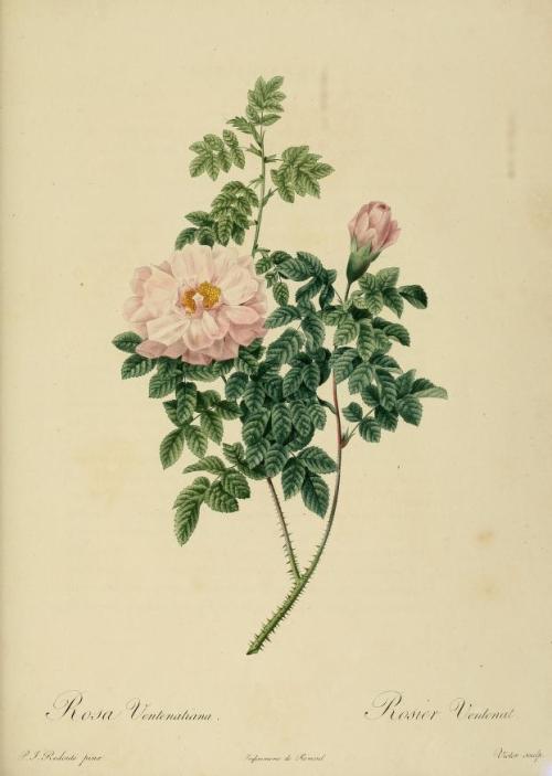 heaveninawildflower:Rose illustrations taken from ‘Les Roses’ by P. J. Redoute.Published 1824.Califo